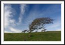 3 trees * 910 x 643 * (115KB)